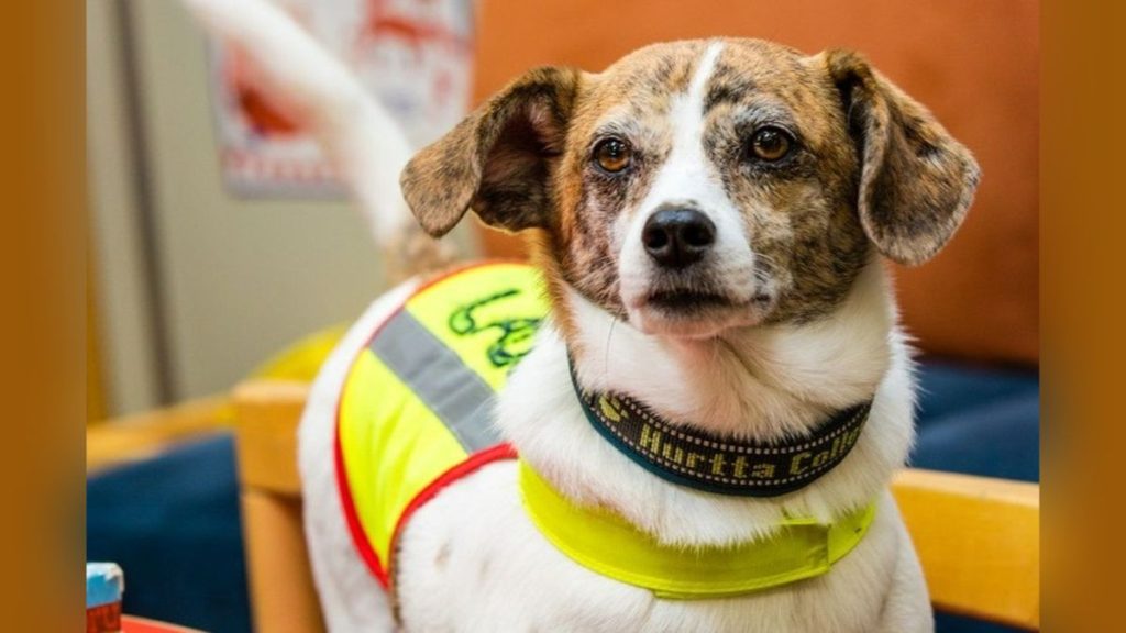 Huomioliiveihin sonnustettu luppakorvainen kiltin näköinen koira katsoo suoraan kameraan.